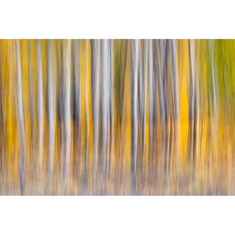 Abstract motion blur on grove of aspen trees-Grand Teton National Park-Wyoming Gold Ornate Wood Framed Art Print with Double Matting by Jones, Adam