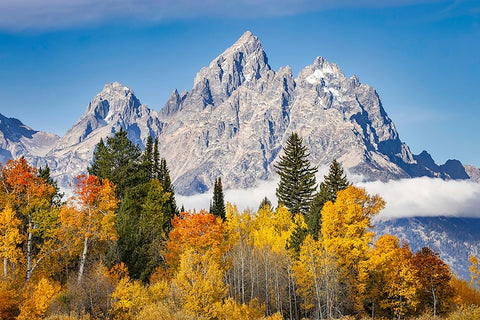 Golden aspen trees and Cathedral Group-Grand Teton National Park-Wyoming White Modern Wood Framed Art Print with Double Matting by Jones, Adam