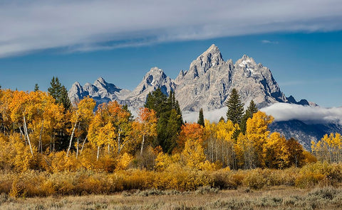 Golden aspen trees and Cathedral Group-Grand Teton National Park-Wyoming White Modern Wood Framed Art Print with Double Matting by Jones, Adam