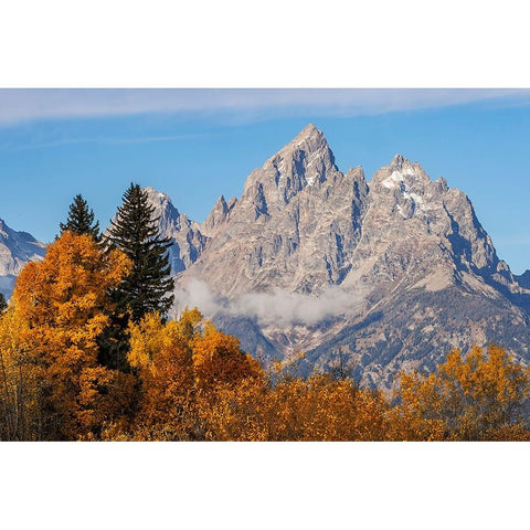 Golden aspen trees and Cathedral Group-Grand Teton National Park-Wyoming White Modern Wood Framed Art Print by Jones, Adam