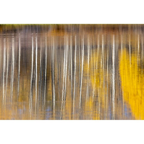 Autumn aspens abstract reflection at Oxbow Bend-Grand Teton National Park-Wyoming Black Modern Wood Framed Art Print with Double Matting by Jones, Adam