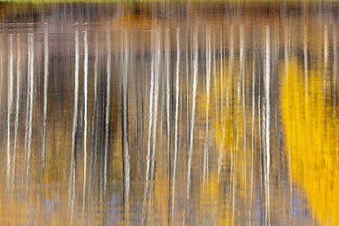 Autumn aspens abstract reflection at Oxbow Bend-Grand Teton National Park-Wyoming White Modern Wood Framed Art Print with Double Matting by Jones, Adam