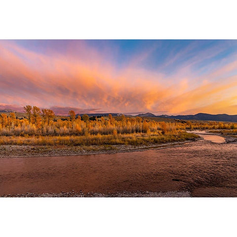 Golden cottonwood and aspen trees at sunset Gros Ventre River-Grand Teton National Park-Wyoming Black Modern Wood Framed Art Print by Jones, Adam