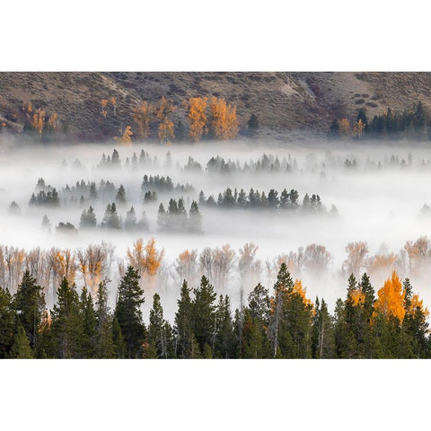 Elevated view of aspen and cottonwood trees mist along Snake River-Grand Teton National Park-Wyoming White Modern Wood Framed Art Print by Jones, Adam