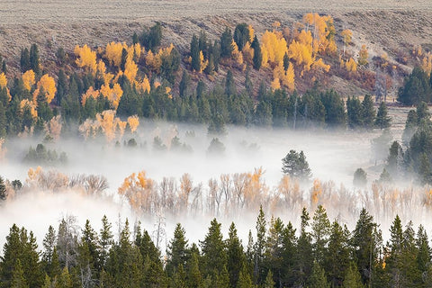 Elevated view of aspen and cottonwood trees mist along Snake River-Grand Teton National Park-Wyoming Black Ornate Wood Framed Art Print with Double Matting by Jones, Adam