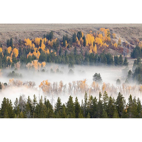 Elevated view of aspen and cottonwood trees mist along Snake River-Grand Teton National Park-Wyoming Black Modern Wood Framed Art Print by Jones, Adam