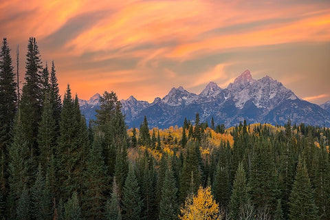 Golden aspen trees and Teton Range in early morning-Grand Teton National Park-Wyoming Black Ornate Wood Framed Art Print with Double Matting by Jones, Adam