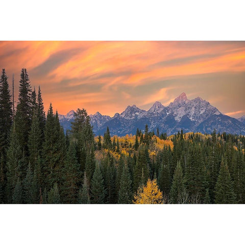 Golden aspen trees and Teton Range in early morning-Grand Teton National Park-Wyoming Gold Ornate Wood Framed Art Print with Double Matting by Jones, Adam