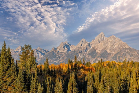 Golden aspen trees and Teton Range in early morning-Grand Teton National Park-Wyoming Black Ornate Wood Framed Art Print with Double Matting by Jones, Adam