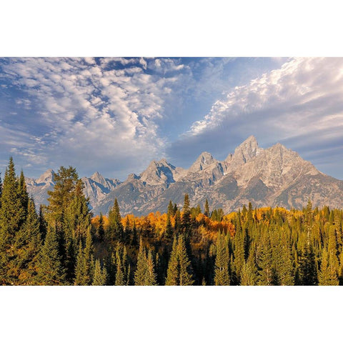 Golden aspen trees and Teton Range in early morning-Grand Teton National Park-Wyoming White Modern Wood Framed Art Print by Jones, Adam