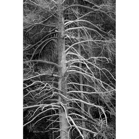 Silicified (calcified) tree-Upper Geyser Basin-Yellowstone National Park-Wyoming Gold Ornate Wood Framed Art Print with Double Matting by Jones, Adam