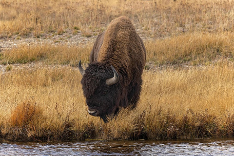 American Bison Yellowstone National Park-Wyoming White Modern Wood Framed Art Print with Double Matting by Jones, Adam