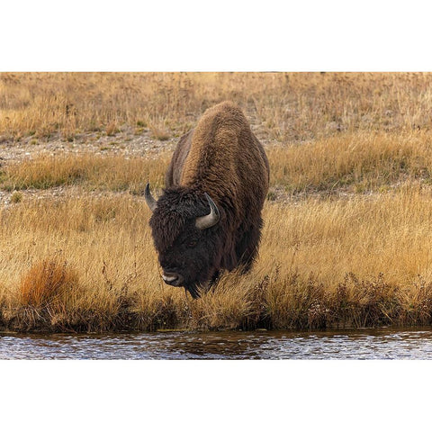 American Bison Yellowstone National Park-Wyoming Black Modern Wood Framed Art Print by Jones, Adam
