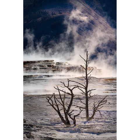 Dead calcified trees and colorful yellow and brown of the cyanobacteria living in Canary Springs Black Modern Wood Framed Art Print by Jones, Adam