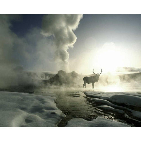 WY, Yellowstone, Castle Geyser Silhouette of elk Gold Ornate Wood Framed Art Print with Double Matting by Zuckerman, Jim