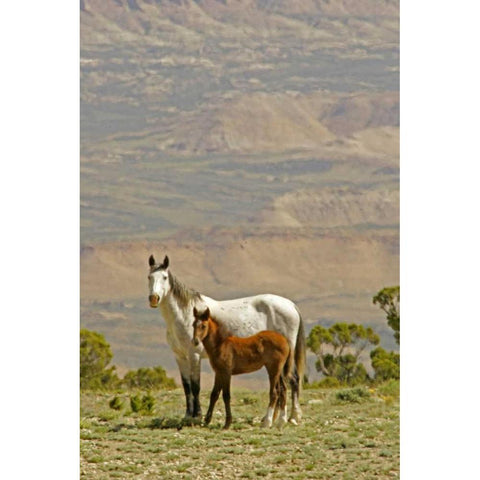 Wyoming, Carbon County Wild horse mare and colt Black Modern Wood Framed Art Print by Illg, Cathy and Gordon