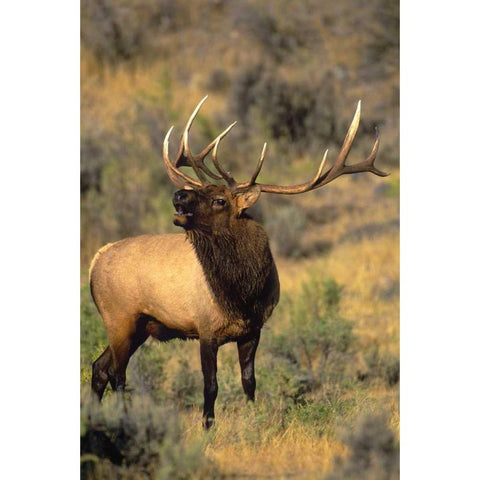 WY, Yellowstone Elk bugling during mating season Gold Ornate Wood Framed Art Print with Double Matting by Welling, Dave