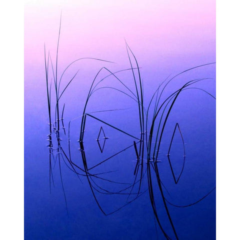 WY, Grand Tetons Reeds in a shallow pond White Modern Wood Framed Art Print by Kelley, David