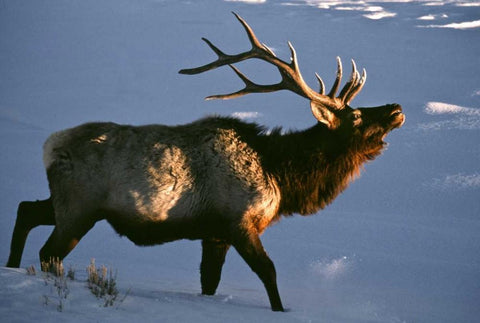 Wyoming, Yellowstone NP Bugling elk in winter Black Ornate Wood Framed Art Print with Double Matting by Kaveney, Wendy
