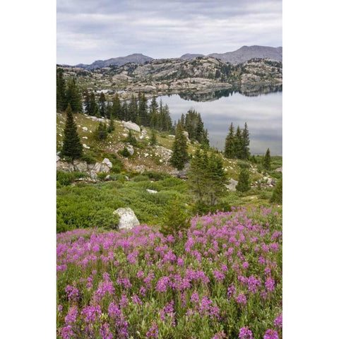 WY, Bridger NF, Fireweed grow by Island Lake Black Modern Wood Framed Art Print by Paulson, Don