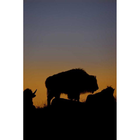 WY, Yellowstone Bson silhouetted at sunset Gold Ornate Wood Framed Art Print with Double Matting by Grall, Don