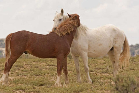 Wyoming, Carbon Wild horses grooming each other Black Ornate Wood Framed Art Print with Double Matting by Illg, Cathy and Gordon