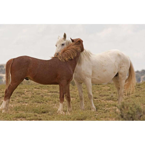 Wyoming, Carbon Wild horses grooming each other Black Modern Wood Framed Art Print by Illg, Cathy and Gordon