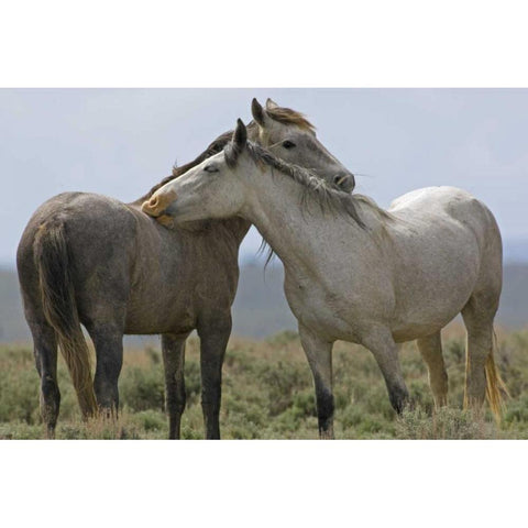 Wyoming, Carbon Wild horses grooming each other Black Modern Wood Framed Art Print by Illg, Cathy and Gordon