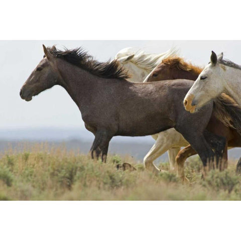 USA, Wyoming, Carbon County Wild horses running Black Modern Wood Framed Art Print by Illg, Cathy and Gordon