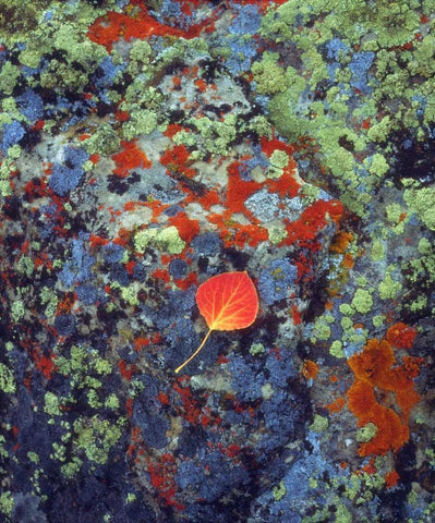 USA, Wyoming, Aspen leaf on a lichen covered rock Black Ornate Wood Framed Art Print with Double Matting by Talbot Frank, Christopher