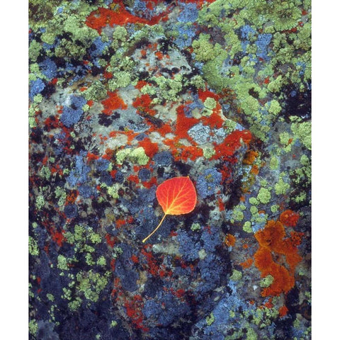 USA, Wyoming, Aspen leaf on a lichen covered rock Black Modern Wood Framed Art Print by Talbot Frank, Christopher