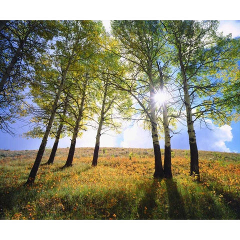 Wyoming, Grand Tetons Autumn in the forest Black Modern Wood Framed Art Print by Talbot Frank, Christopher