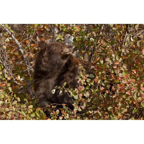 WY, Grand Tetons Black bear foraging for food Black Modern Wood Framed Art Print with Double Matting by Grall, Don
