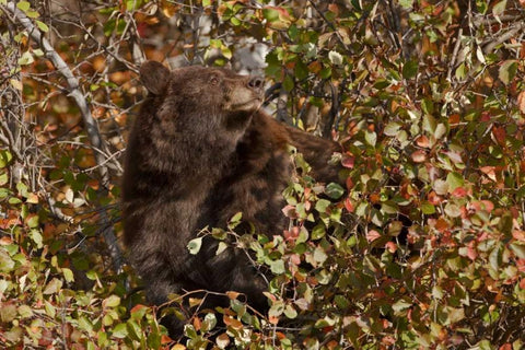 WY, Grand Tetons Black bear foraging for food Black Ornate Wood Framed Art Print with Double Matting by Grall, Don