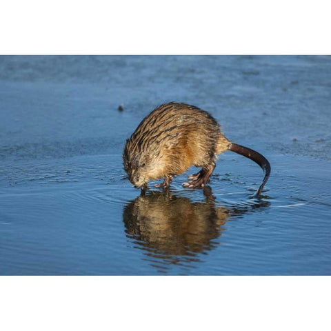 Wyoming, Jackson Hole Muskrat reflects in water Black Modern Wood Framed Art Print by Illg, Cathy and Gordon