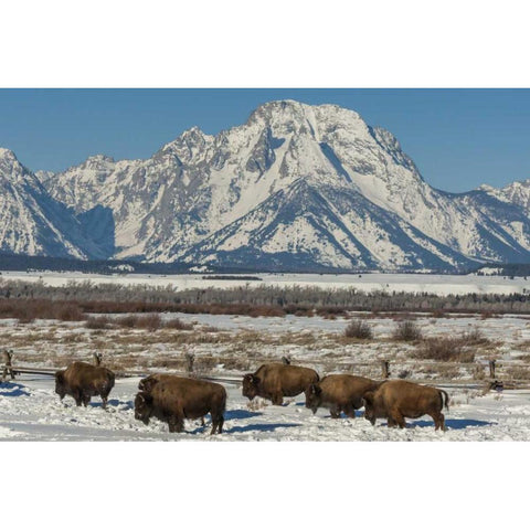 Wyoming, Grand Tetons Bison and winter landscape Black Modern Wood Framed Art Print by Illg, Cathy and Gordon