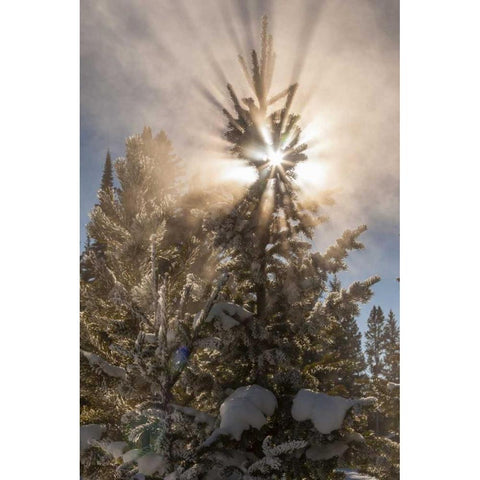 WY, Yellowstone Sunburst through tree in winter Black Modern Wood Framed Art Print by Illg, Cathy and Gordon