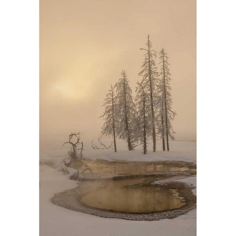 USA, Wyoming, Yellowstone NP Foggy winter scenic Black Modern Wood Framed Art Print by Illg, Cathy and Gordon