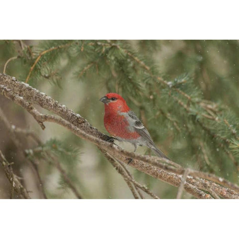 Wyoming, Yellowstone Pine grosbeak bird in tree Black Modern Wood Framed Art Print by Illg, Cathy and Gordon