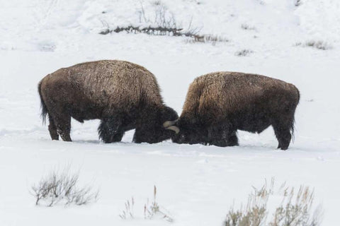 USA, Wyoming, Yellowstone NP Bison sparring Black Ornate Wood Framed Art Print with Double Matting by Illg, Cathy and Gordon