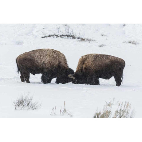 USA, Wyoming, Yellowstone NP Bison sparring Gold Ornate Wood Framed Art Print with Double Matting by Illg, Cathy and Gordon