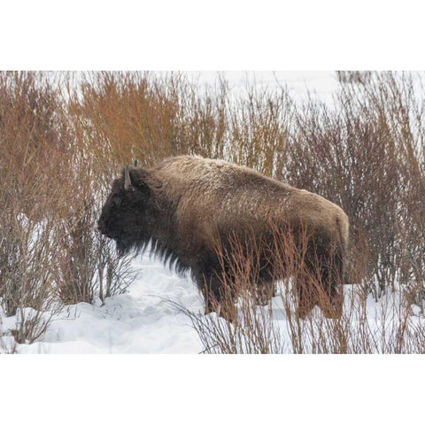 Wyoming, Yellowstone NP Bison standing in snow Black Modern Wood Framed Art Print by Illg, Cathy and Gordon