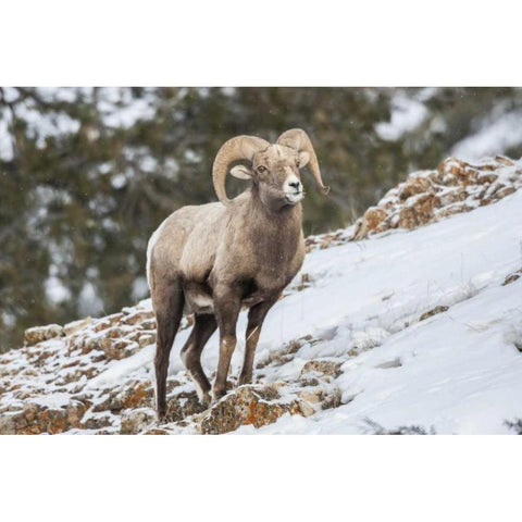 Wyoming, Yellowstone NP Bighorn sheep in snow Black Modern Wood Framed Art Print by Illg, Cathy and Gordon