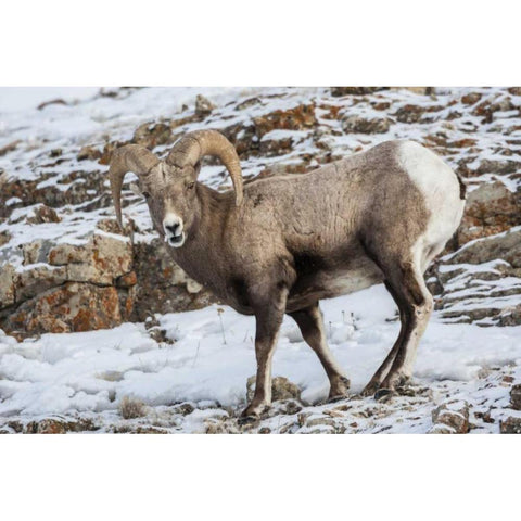 Wyoming, Yellowstone NP Bighorn sheep in snow Black Modern Wood Framed Art Print by Illg, Cathy and Gordon