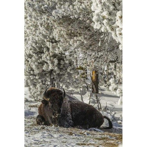 WY, Yellowstone Bison resting on snowy ground Black Modern Wood Framed Art Print by Illg, Cathy and Gordon