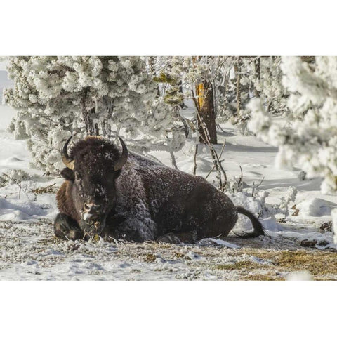 Wyoming, Yellowstone Bison resting on the ground Black Modern Wood Framed Art Print by Illg, Cathy and Gordon