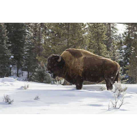 Wyoming, Yellowstone NP Bison standing in snow Black Modern Wood Framed Art Print by Illg, Cathy and Gordon