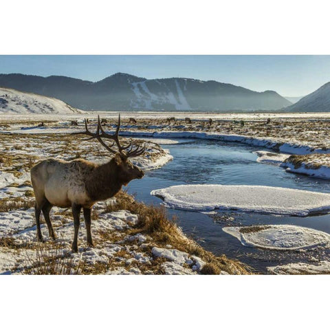 WY, National Elk Refuge Male elk next to stream Black Modern Wood Framed Art Print by Illg, Cathy and Gordon