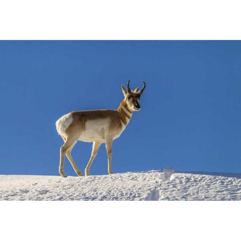 WY, Paradise Valley pronghorn standing on hill Black Modern Wood Framed Art Print by Illg, Cathy and Gordon