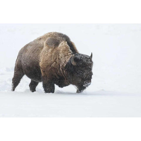 Wyoming, Yellowstone NP Bison walking in snow Black Modern Wood Framed Art Print by Illg, Cathy and Gordon